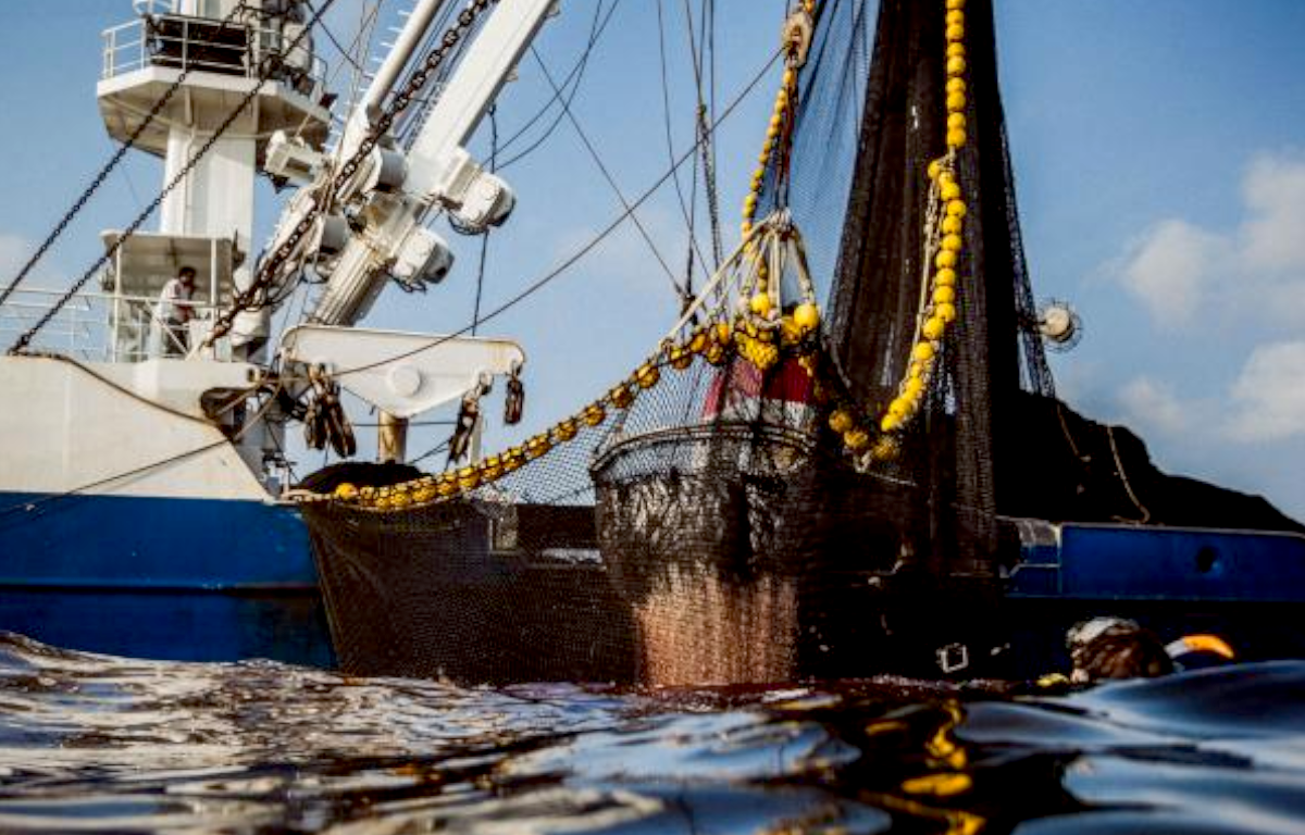 Sierra Leonean Families Starving as Chinese Trawlers’ Industrial Over-fishing Destroys Lives