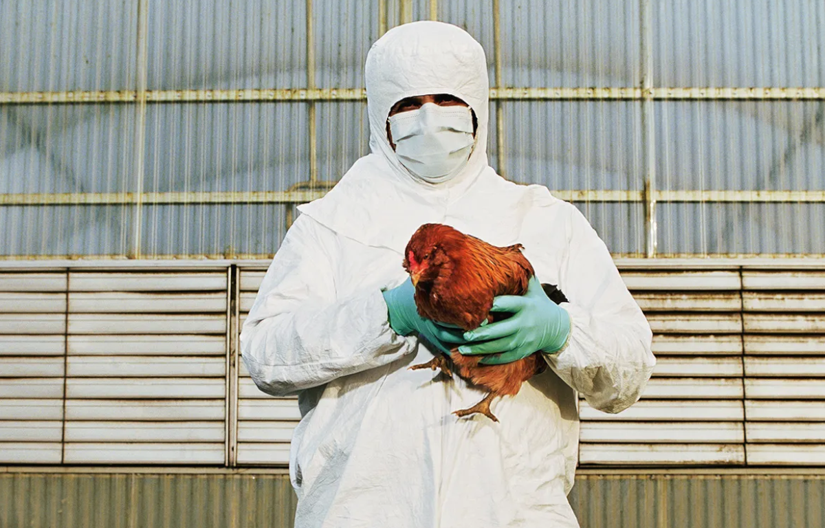 China Records First Human Death From H3N8 Bird Flu