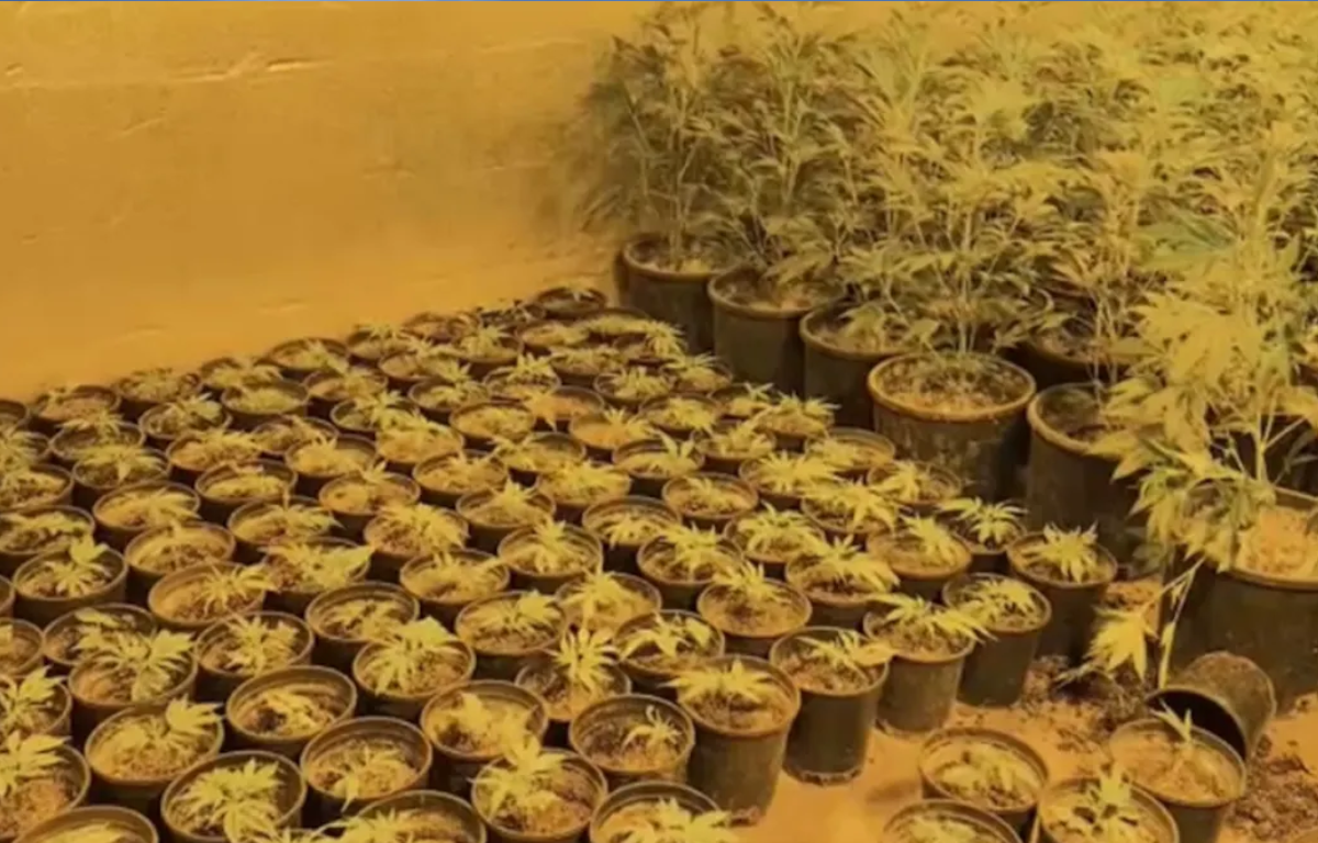 China's Alleged Involvement in Criminal Marijuana Farms