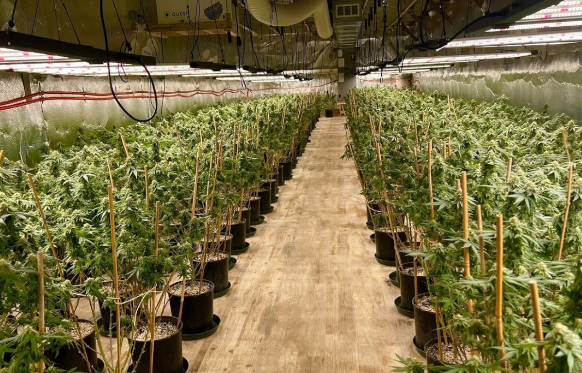 The Rise of Chinese-Operated Marijuana Farms: A Growing Trend