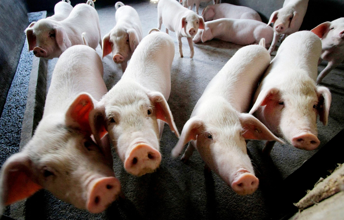 China's Efforts to Stabilize Pig Population Amid Plummeting Pork Prices